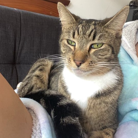  Ebony cat lost 22 nov